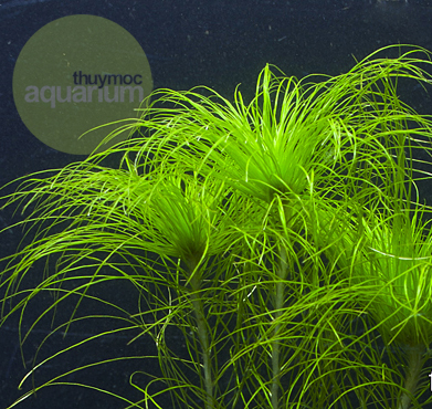 Trang trại Thuỷ Mộc Aquarium
