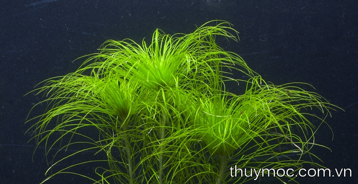 Trang trại Thuỷ Mộc Aquarium