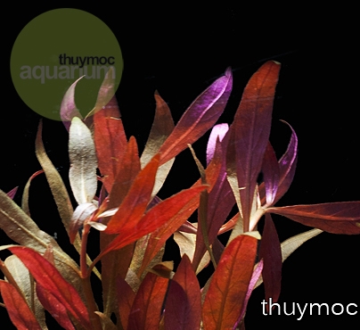 Trang trại Thuỷ Mộc Aquarium