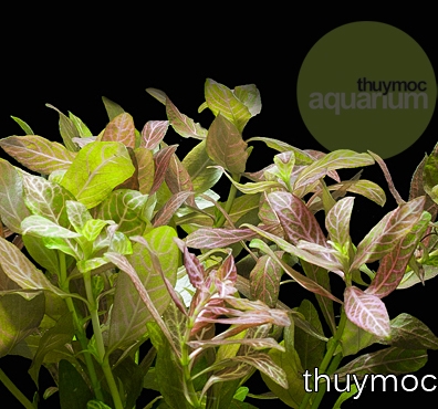 Trang trại Thuỷ Mộc Aquarium