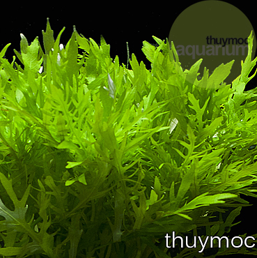 Trang trại Thuỷ Mộc Aquarium