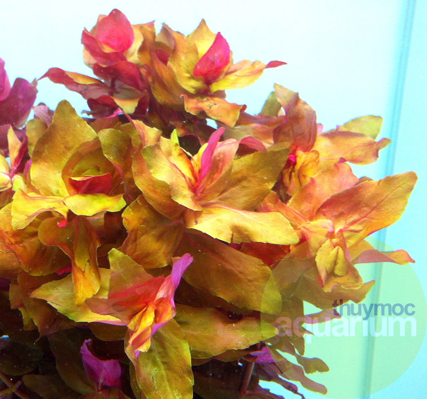 Trang trại Thuỷ Mộc Aquarium