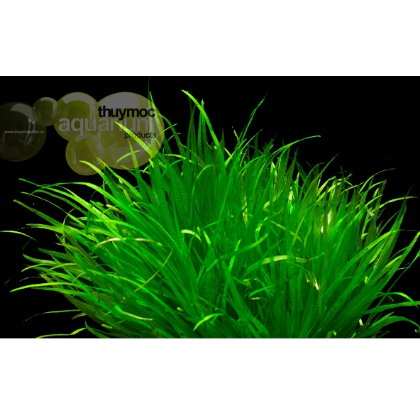Trang trại Thuỷ Mộc Aquarium