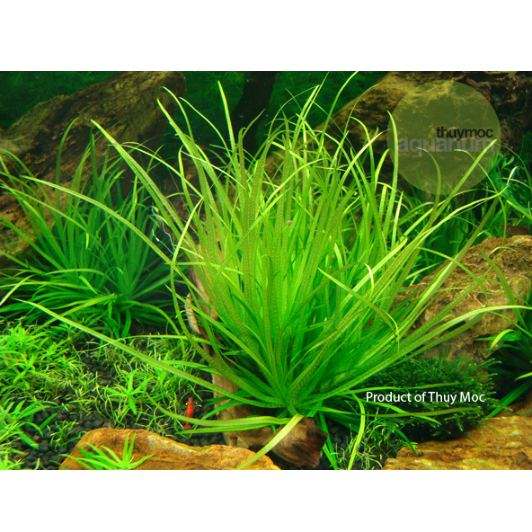 Trang trại Thuỷ Mộc Aquarium