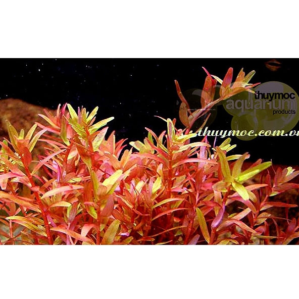 Trang trại Thuỷ Mộc Aquarium