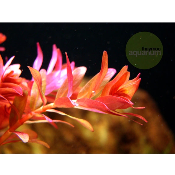 Trang trại Thuỷ Mộc Aquarium