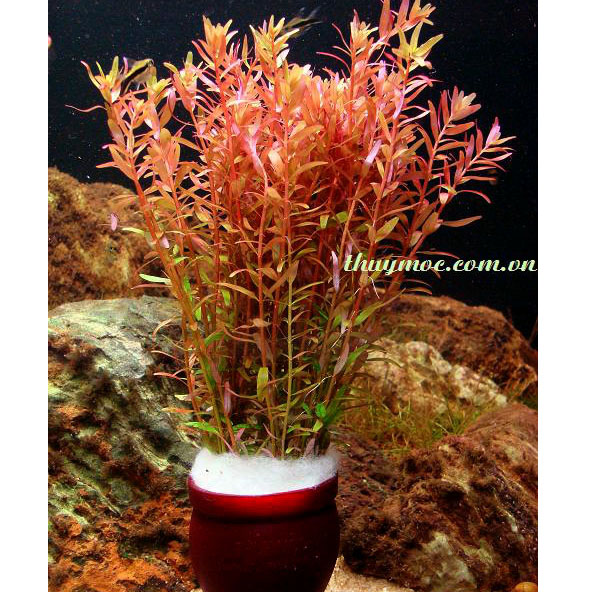 Trang trại Thuỷ Mộc Aquarium