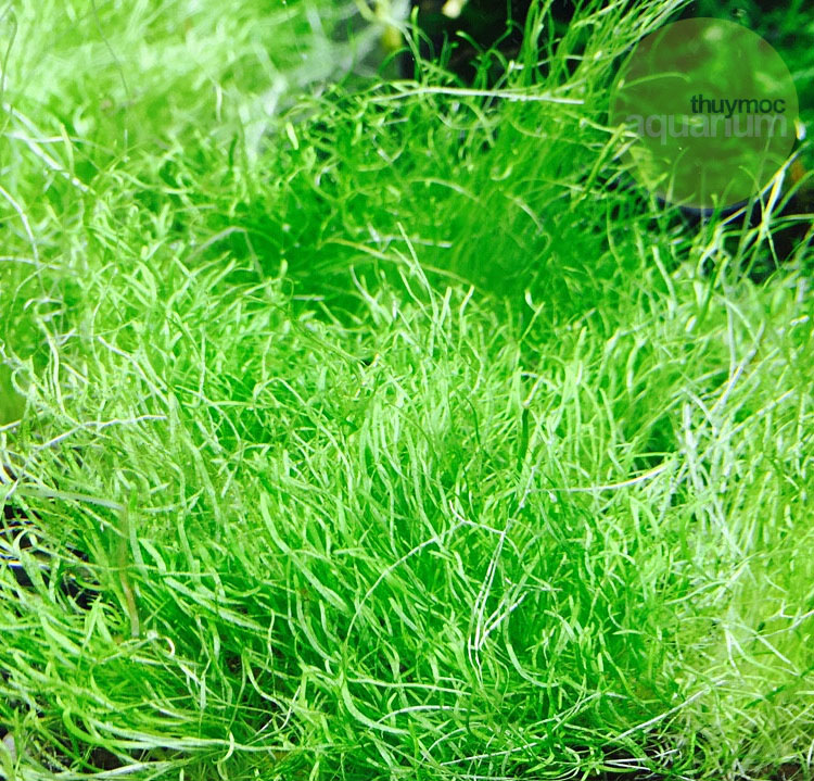 Trang trại Thuỷ Mộc Aquarium