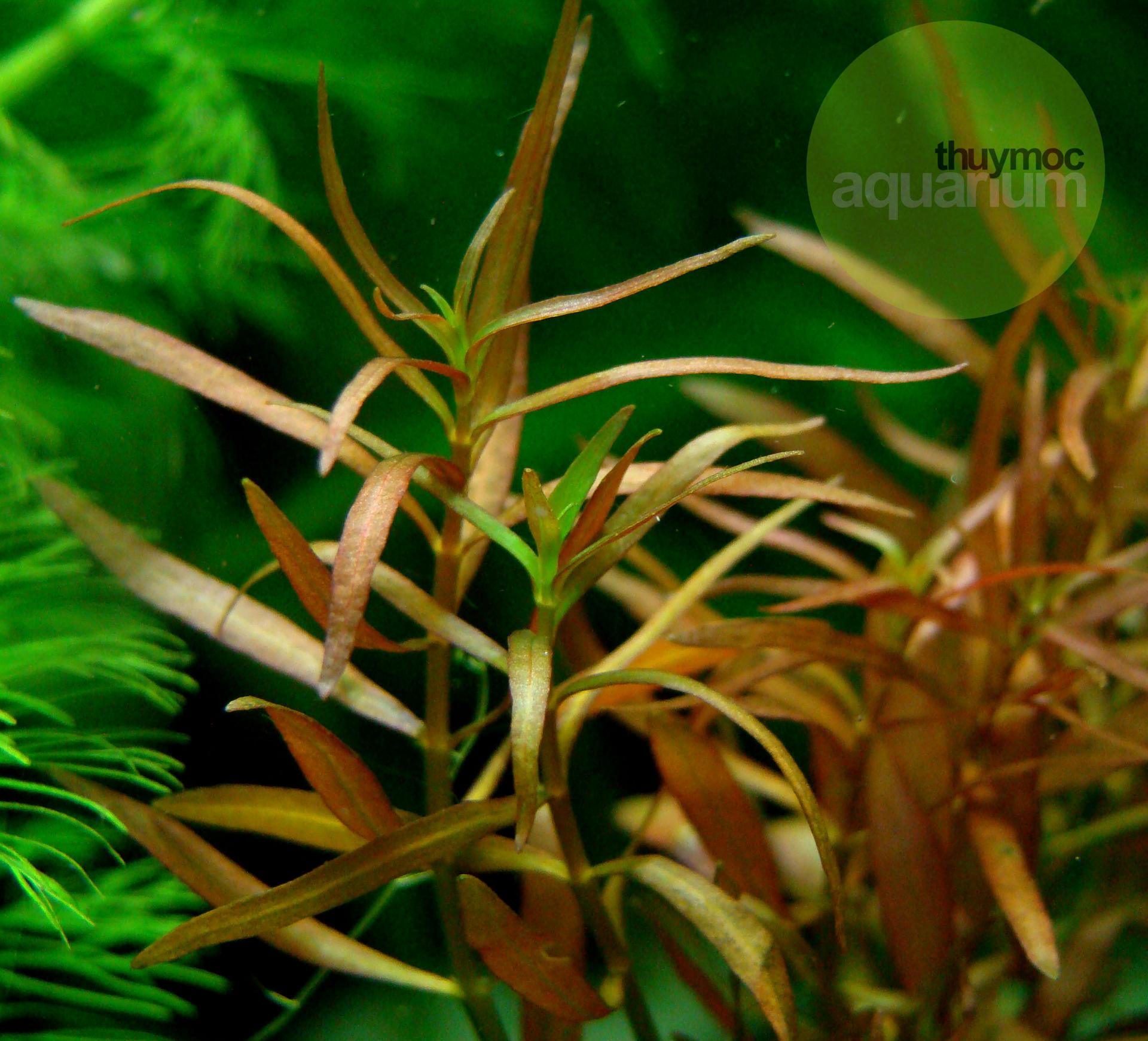 Trang trại Thuỷ Mộc Aquarium