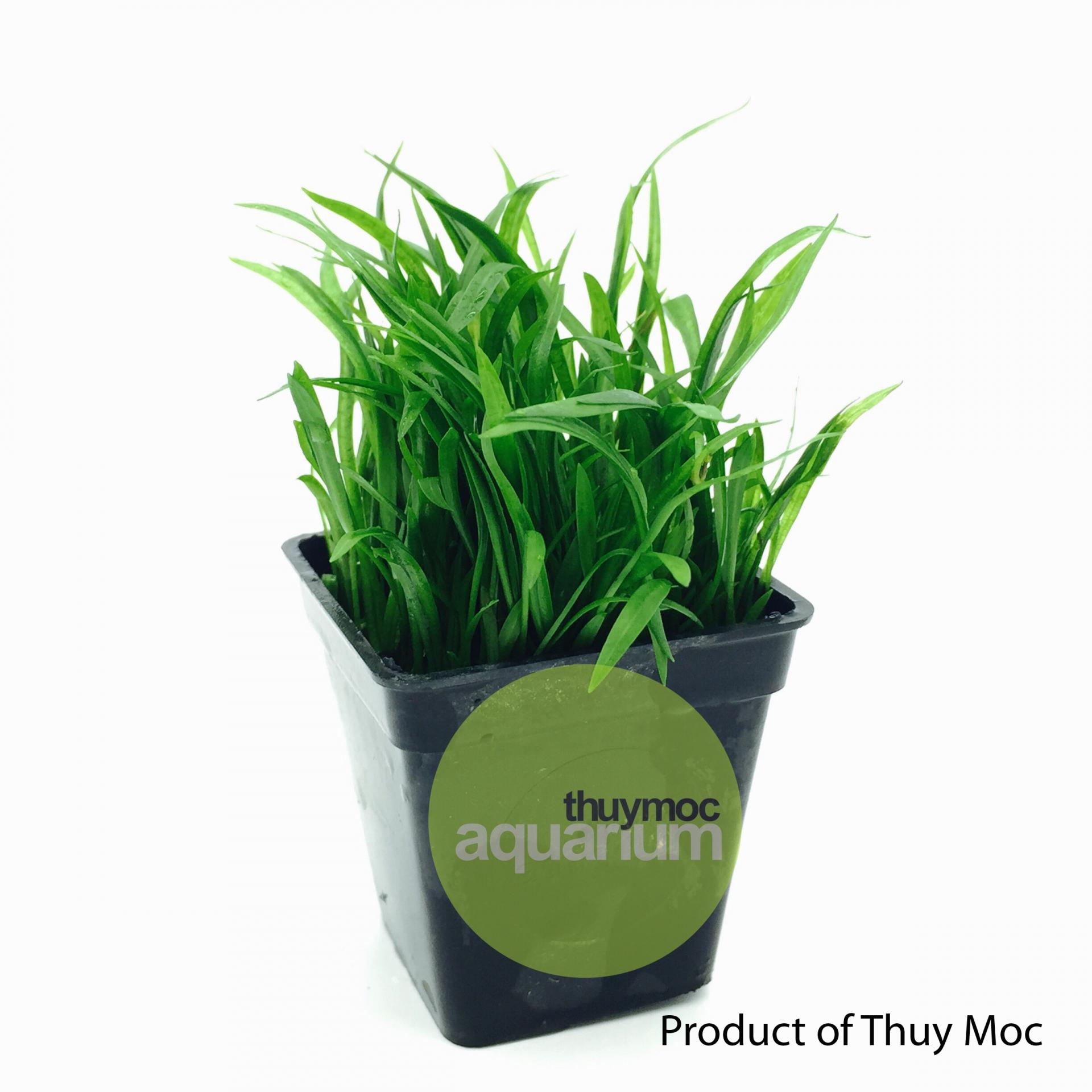 Trang trại Thuỷ Mộc Aquarium