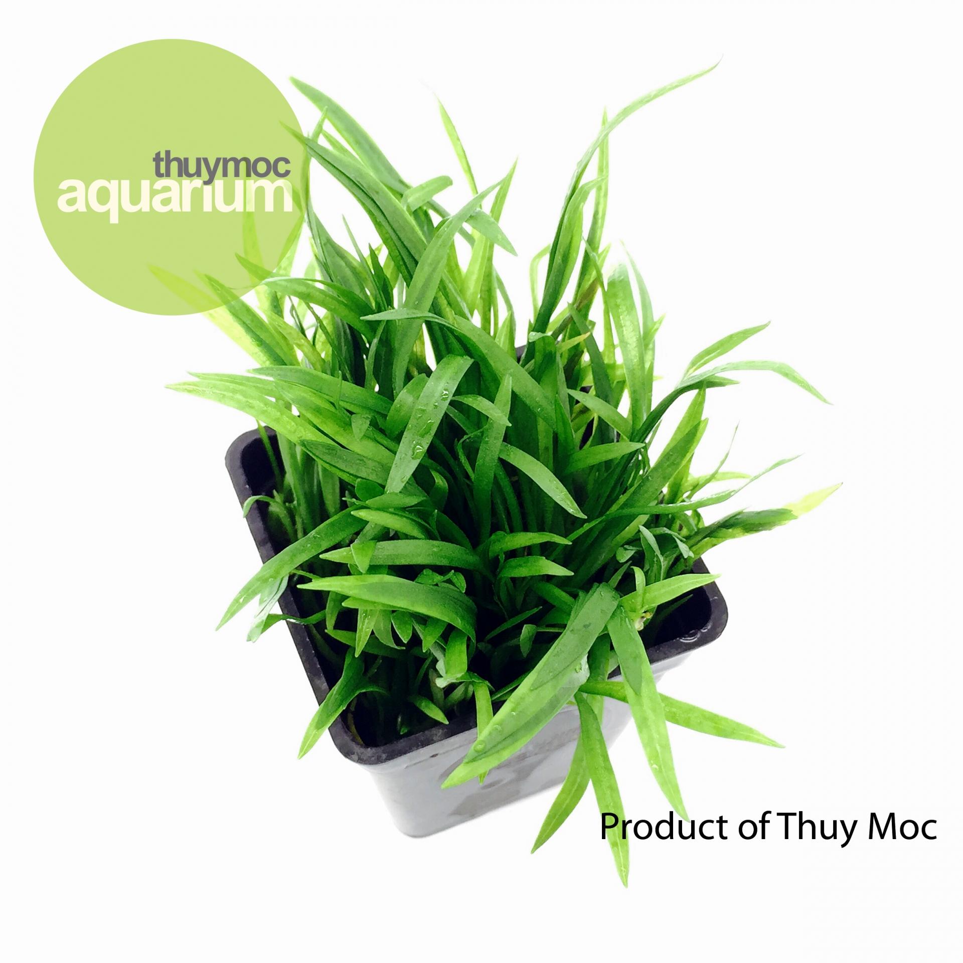 Trang trại Thuỷ Mộc Aquarium