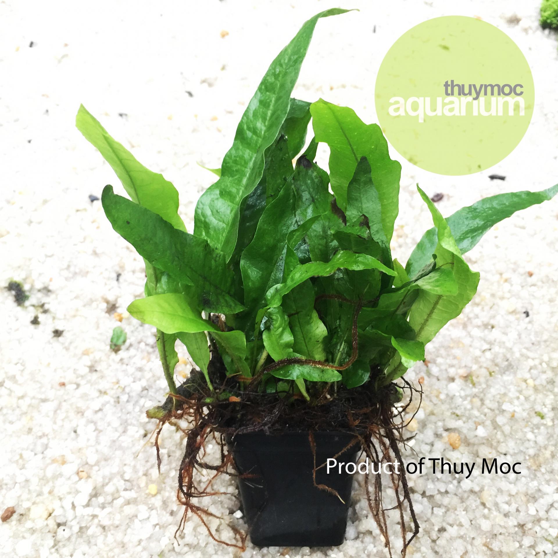 Trang trại Thuỷ Mộc Aquarium