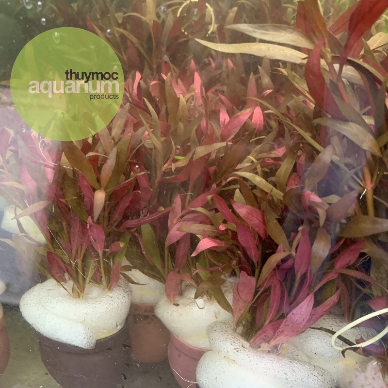 Trang trại Thuỷ Mộc Aquarium