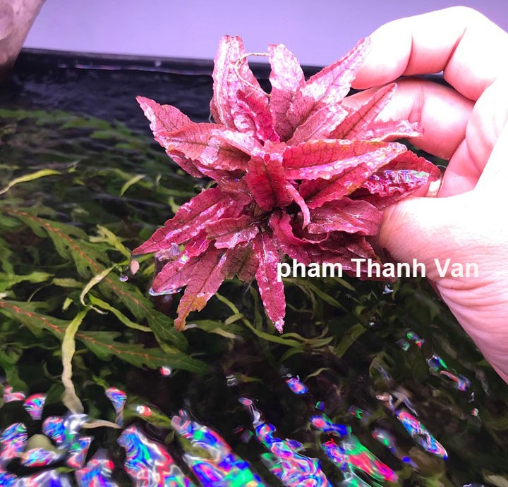 Trang trại Thuỷ Mộc Aquarium