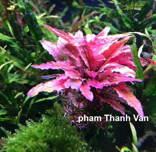 Trang trại Thuỷ Mộc Aquarium