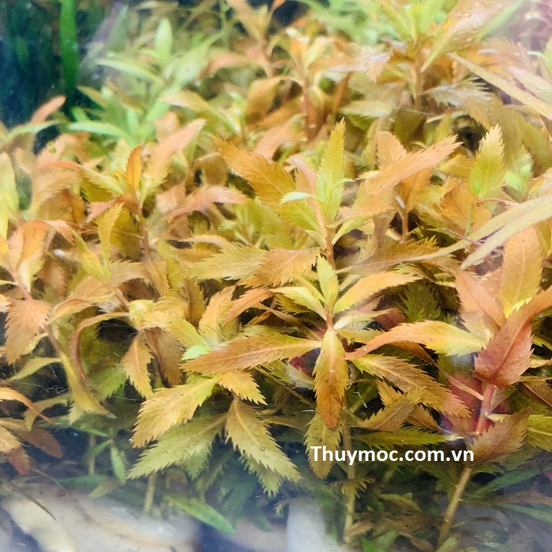 Trang trại Thuỷ Mộc Aquarium