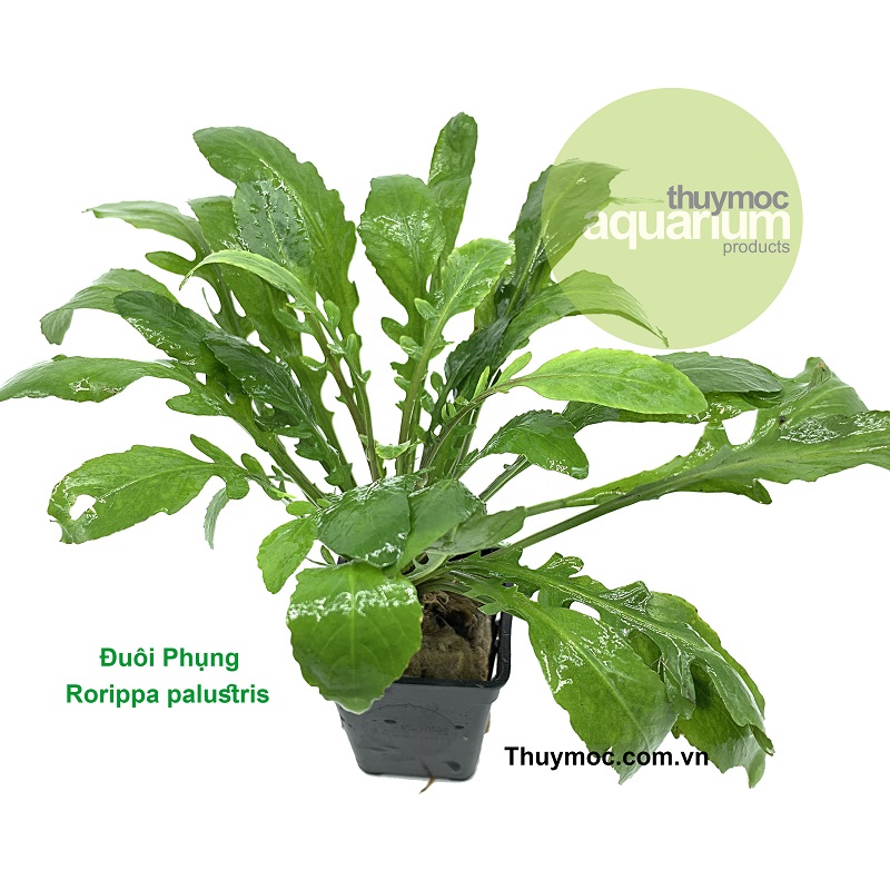 Trang trại Thuỷ Mộc Aquarium