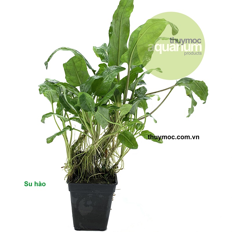 Trang trại Thuỷ Mộc Aquarium