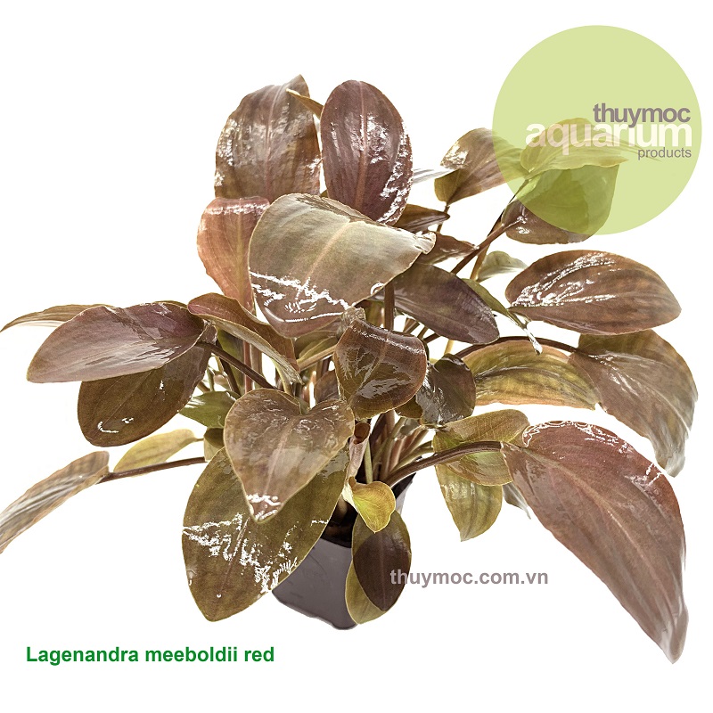 Trang trại Thuỷ Mộc Aquarium