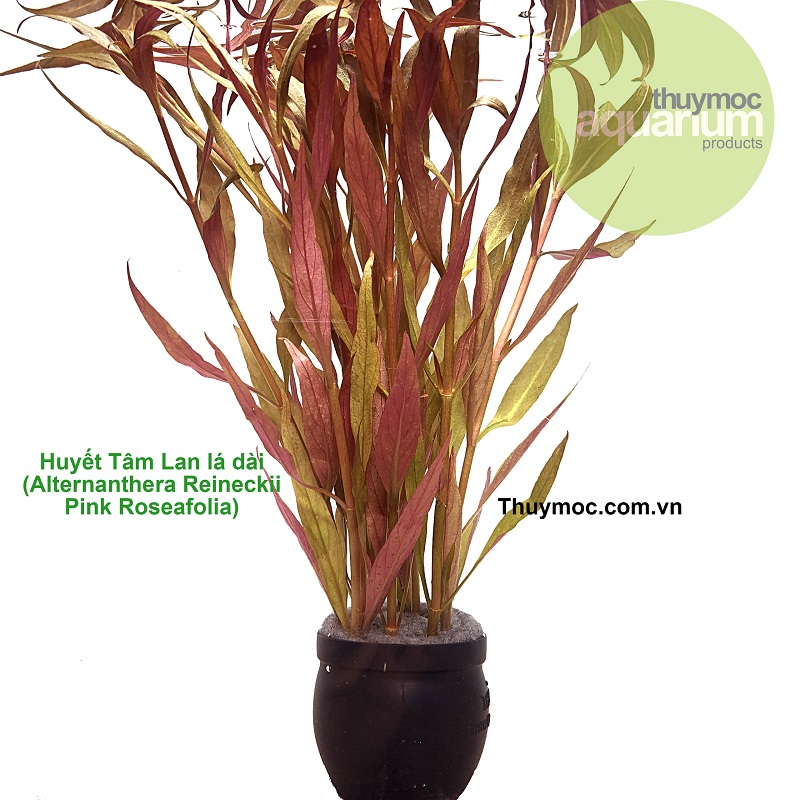 Trang trại Thuỷ Mộc Aquarium