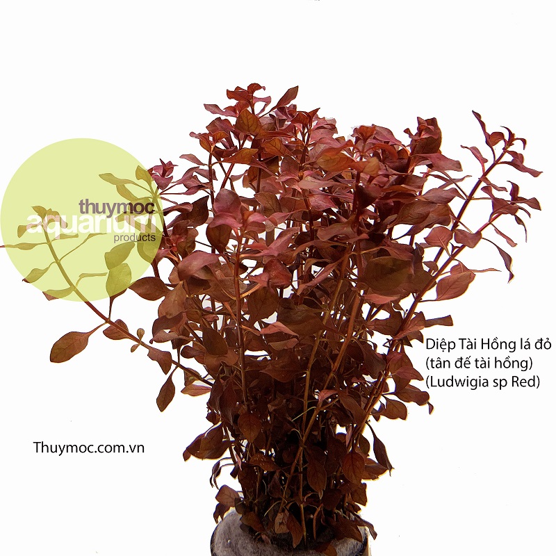 Trang trại Thuỷ Mộc Aquarium