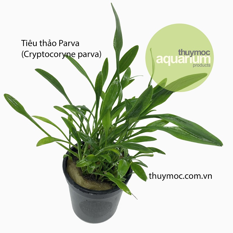 Trang trại Thuỷ Mộc Aquarium