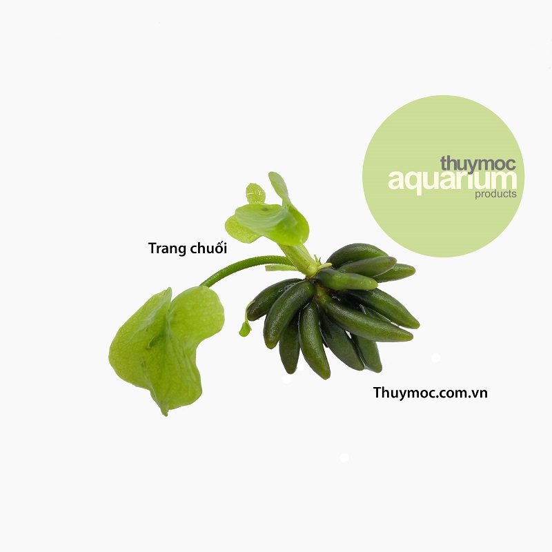 Trang trại Thuỷ Mộc Aquarium