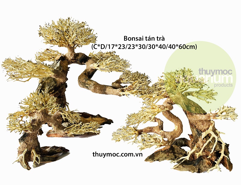 Trang trại Thuỷ Mộc Aquarium