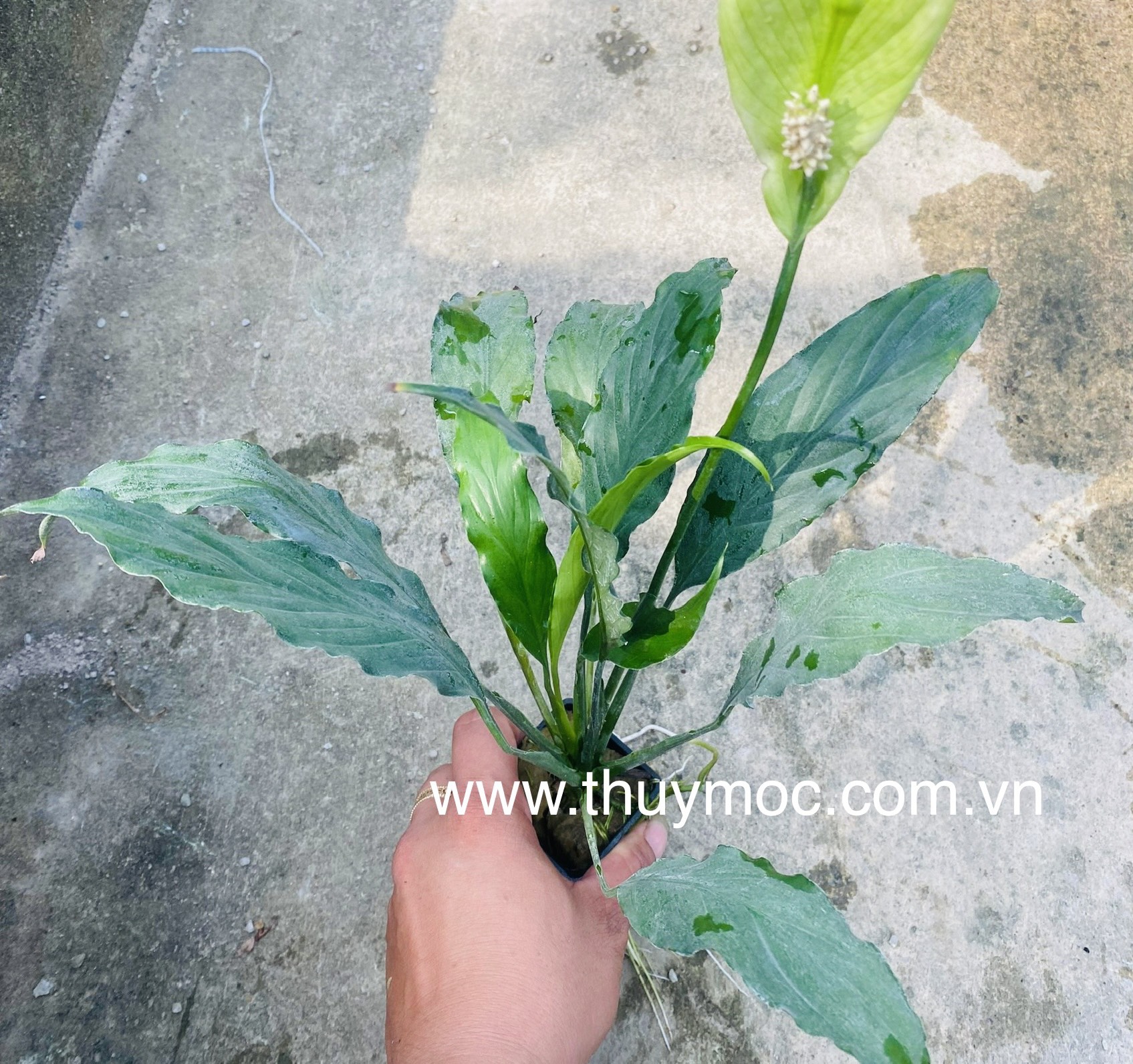 Trang trại Thuỷ Mộc Aquarium