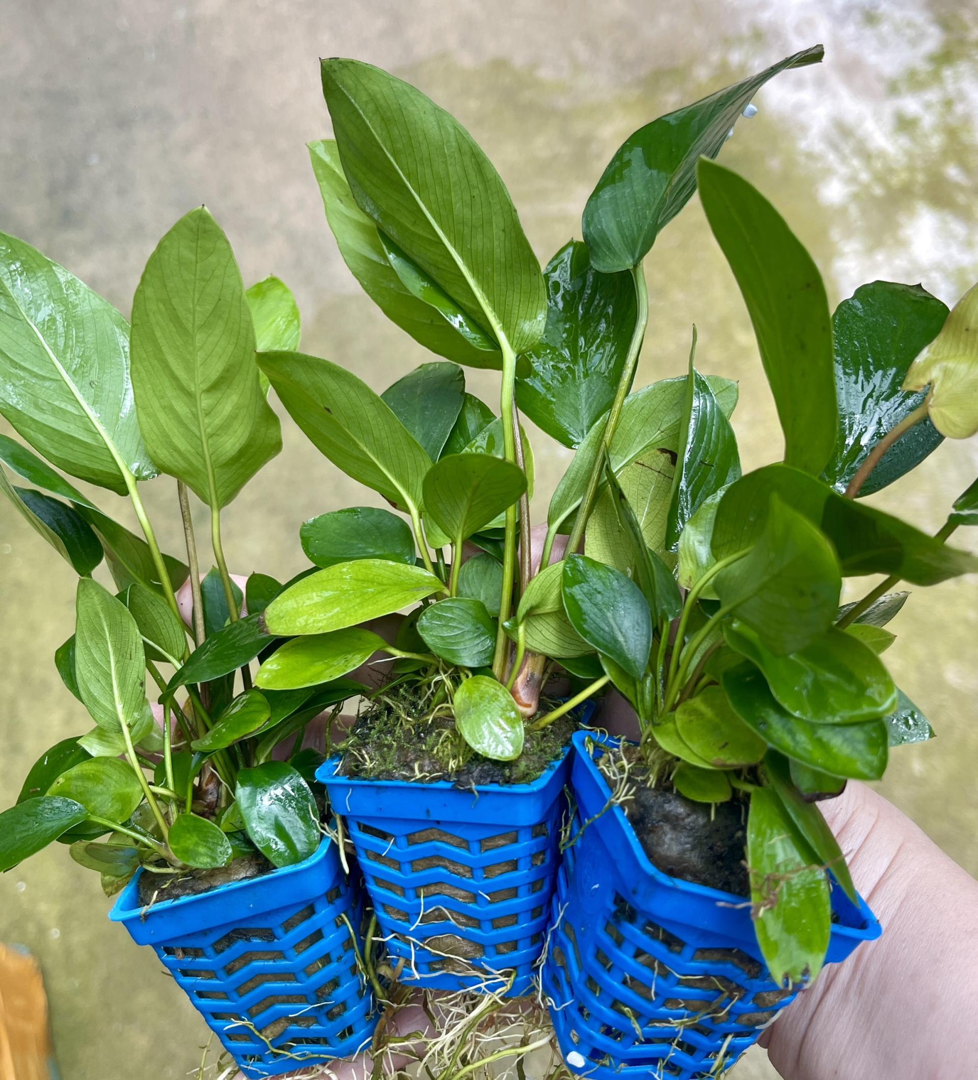 Trang trại Thuỷ Mộc Aquarium