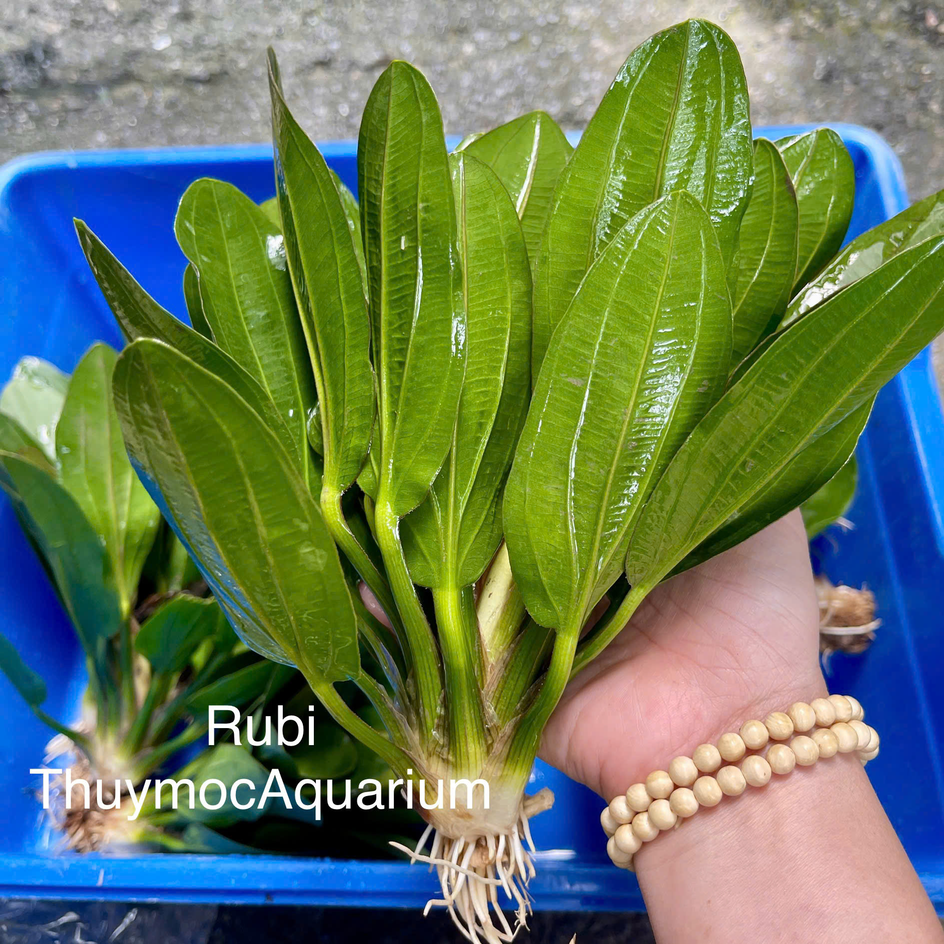 Trang trại Thuỷ Mộc Aquarium