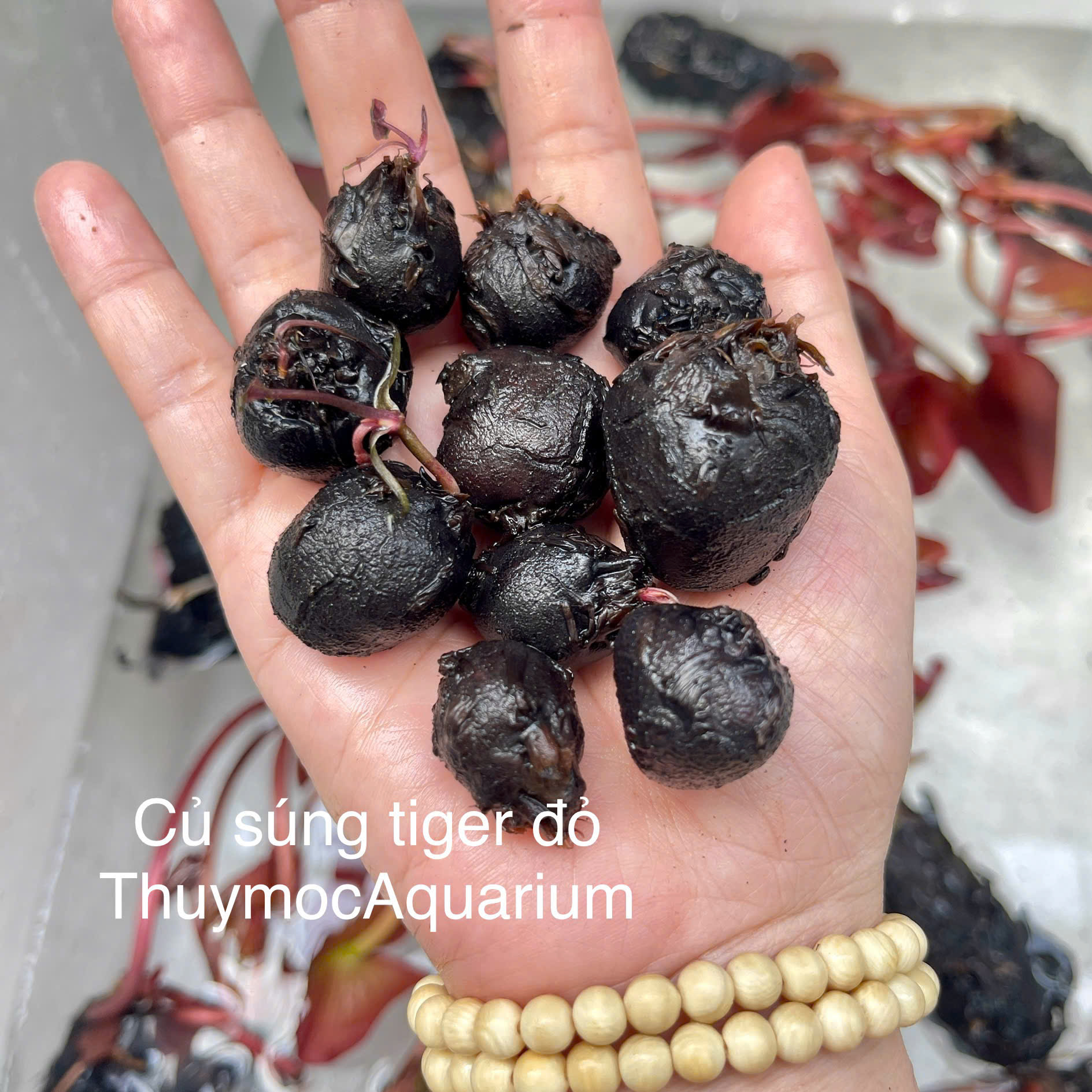 Trang trại Thuỷ Mộc Aquarium