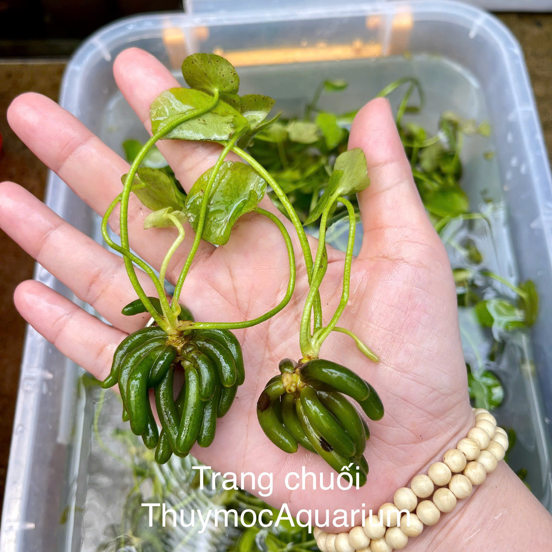 Trang trại Thuỷ Mộc Aquarium