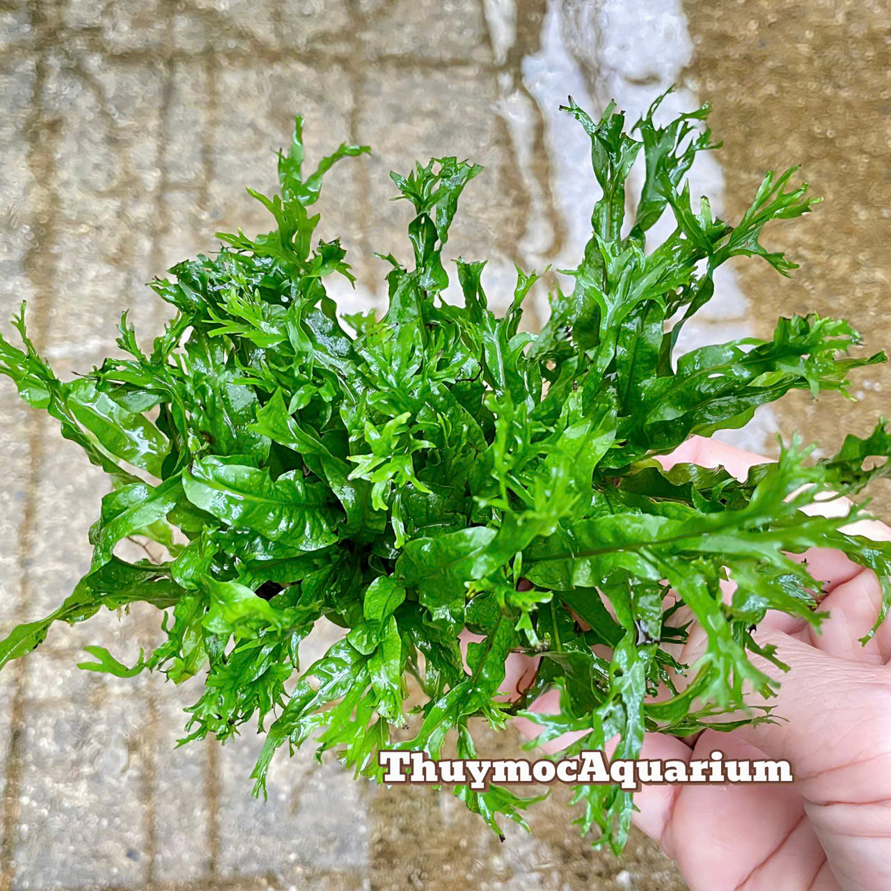 Trang trại Thuỷ Mộc Aquarium