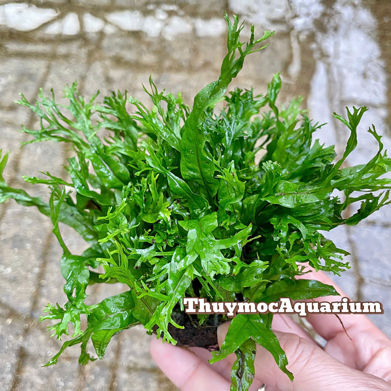 Trang trại Thuỷ Mộc Aquarium