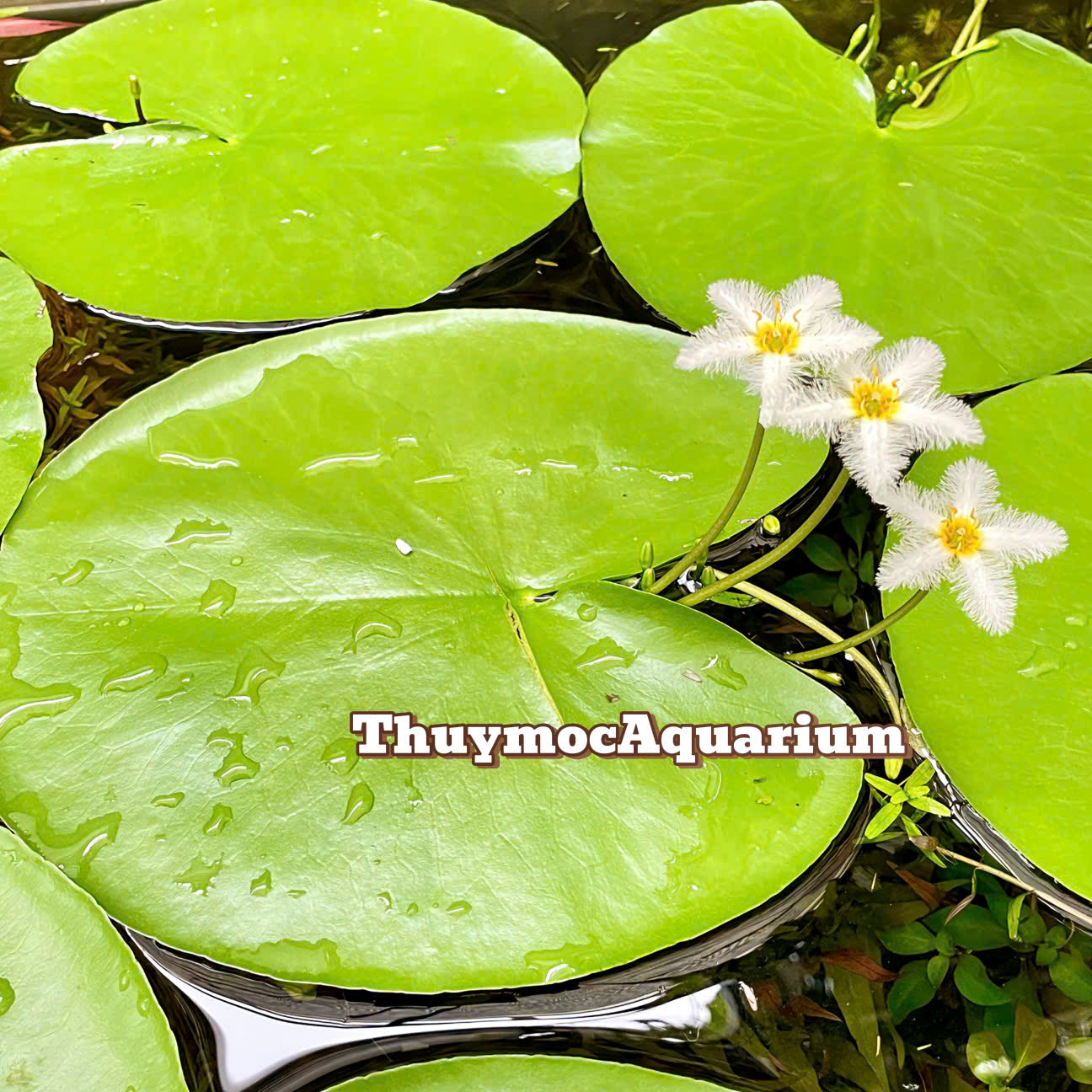 Trang trại Thuỷ Mộc Aquarium