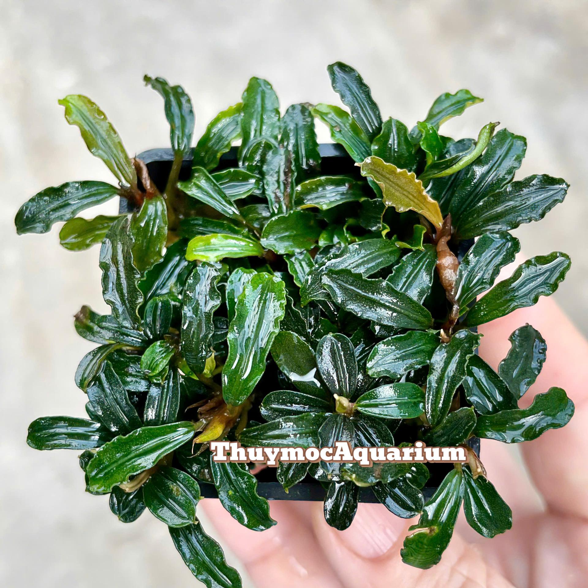 Trang trại Thuỷ Mộc Aquarium