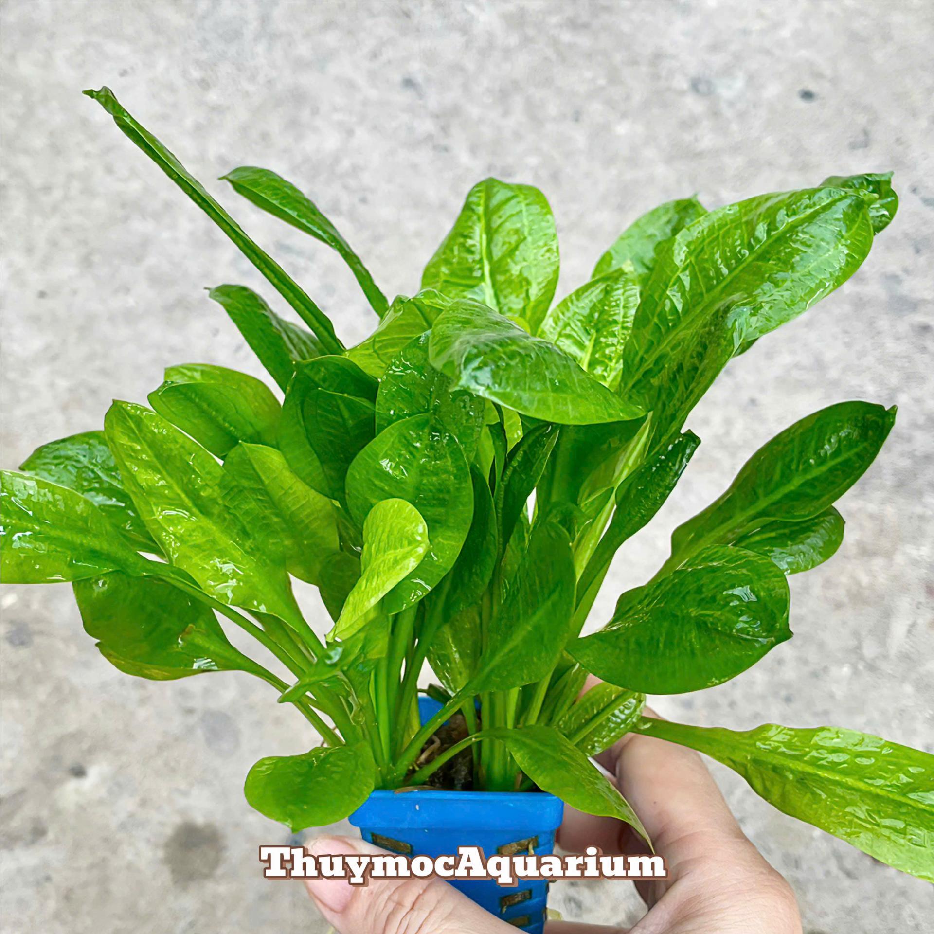 Trang trại Thuỷ Mộc Aquarium