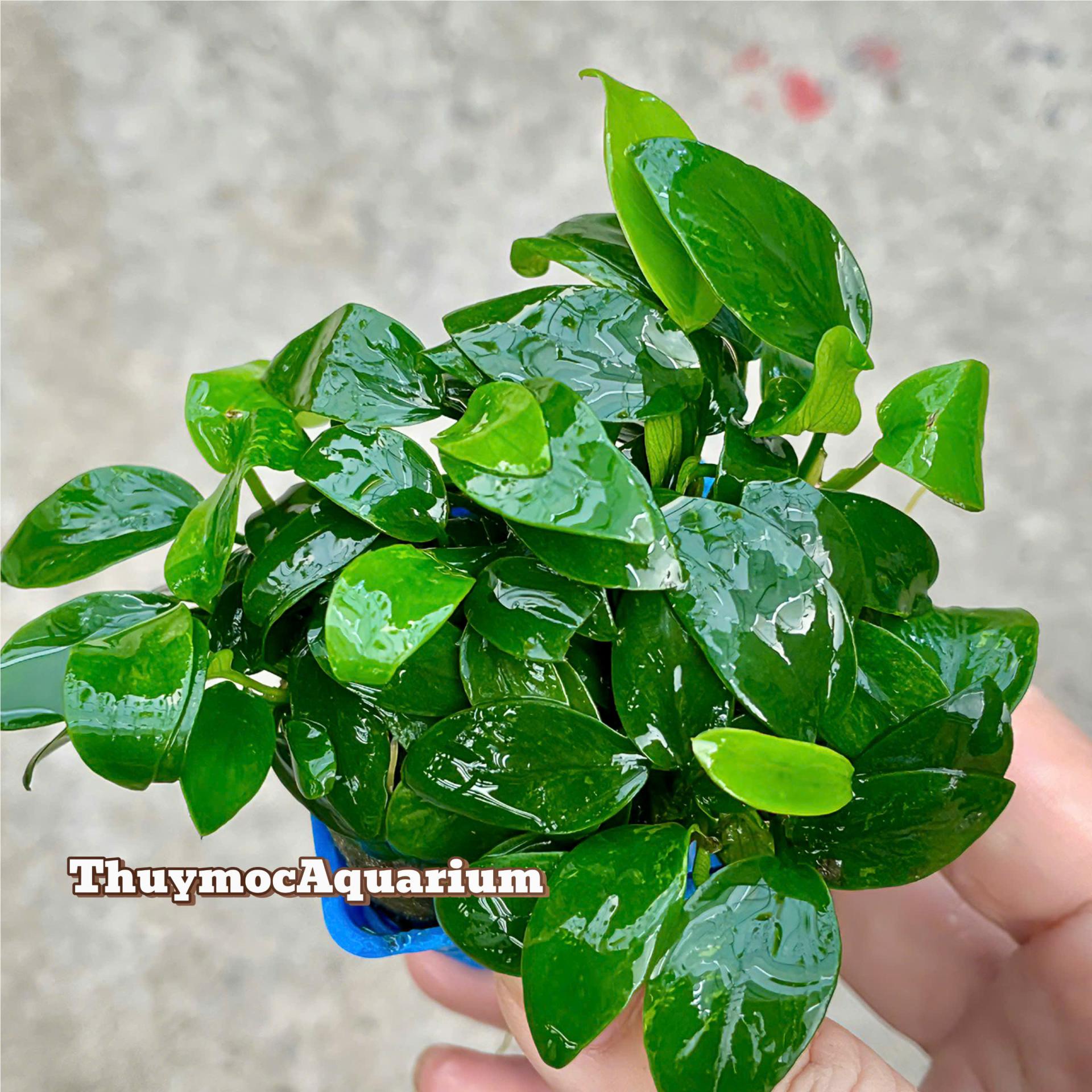 Trang trại Thuỷ Mộc Aquarium
