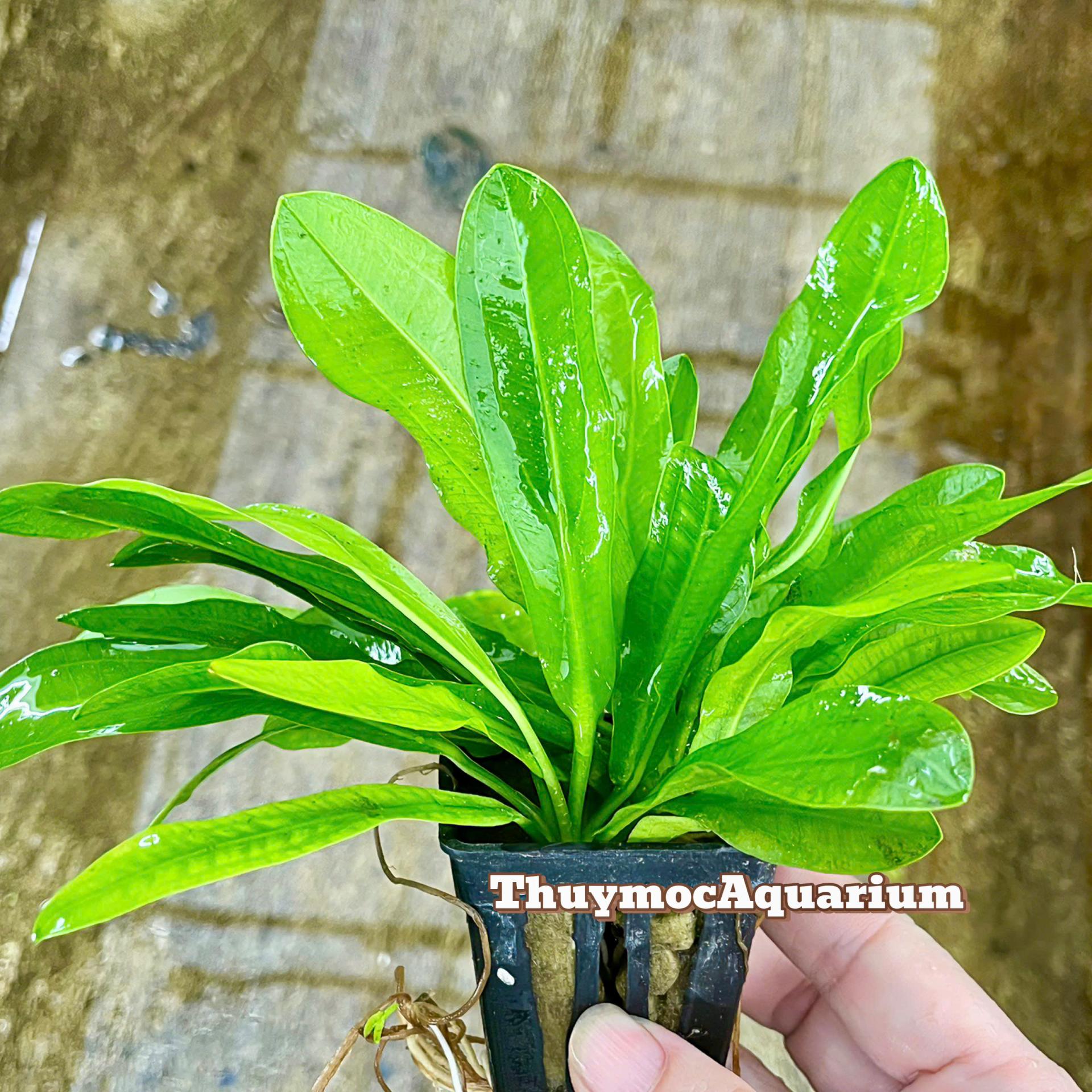 Trang trại Thuỷ Mộc Aquarium