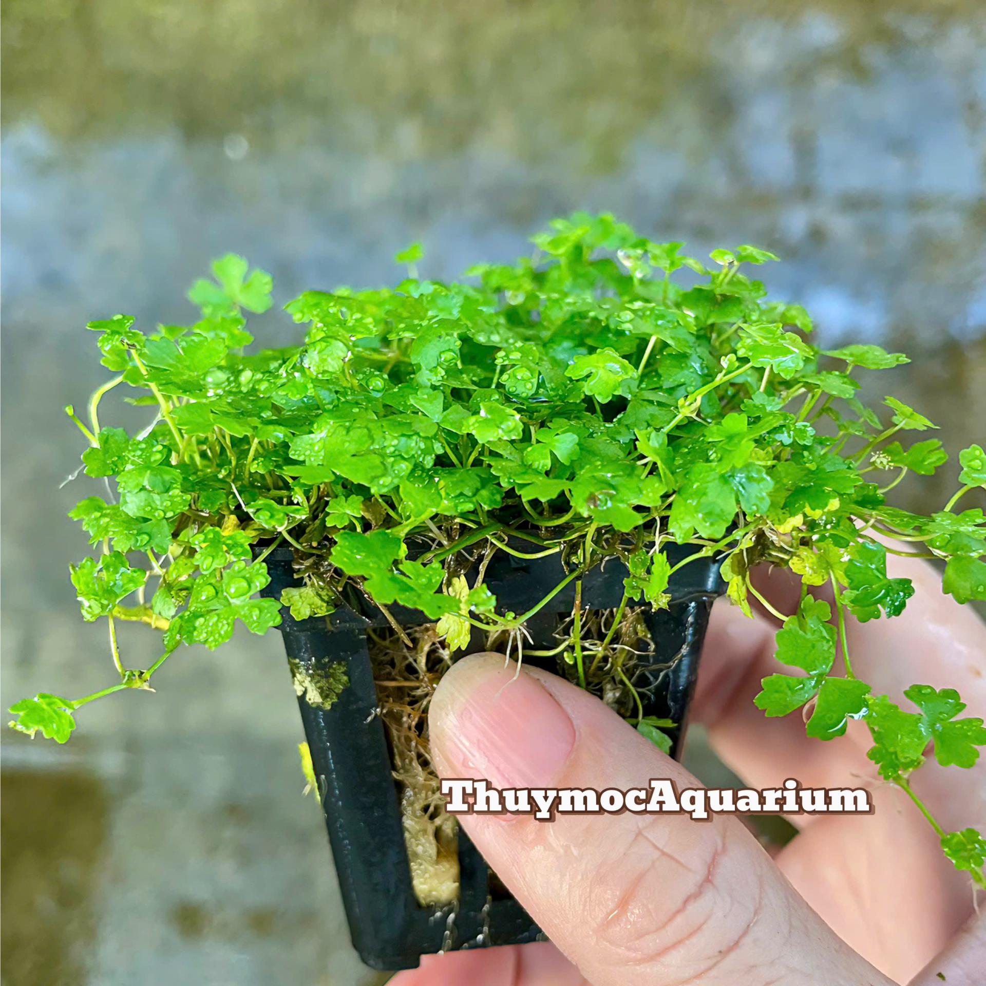 Trang trại Thuỷ Mộc Aquarium