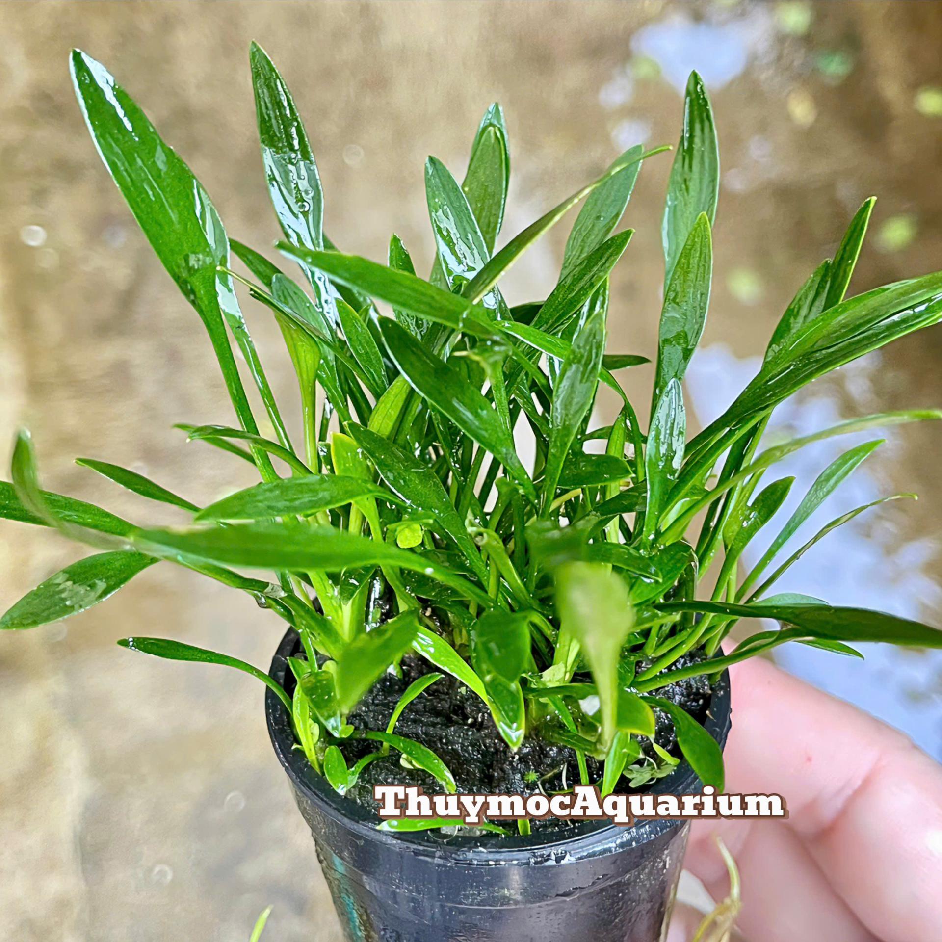 Trang trại Thuỷ Mộc Aquarium