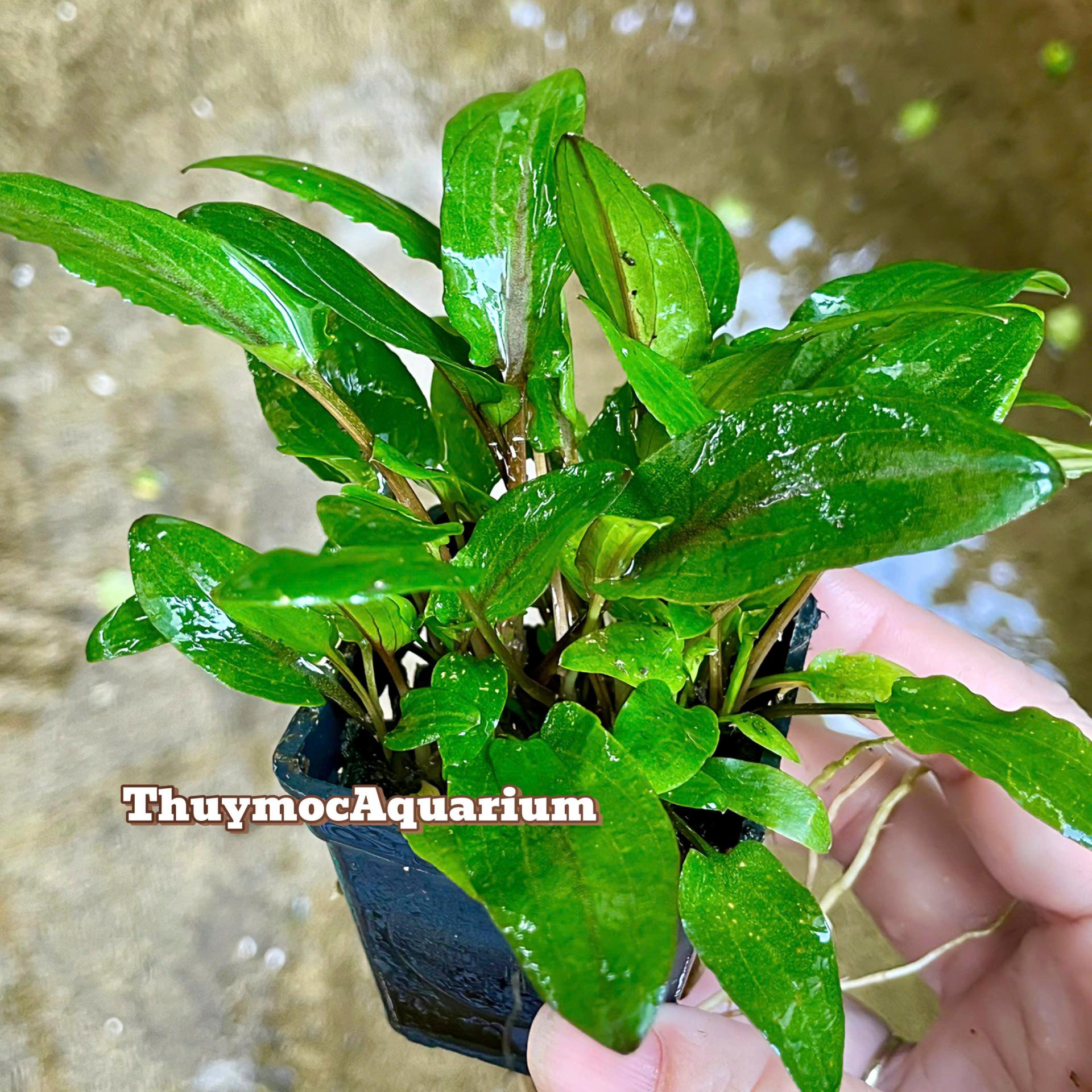 Trang trại Thuỷ Mộc Aquarium
