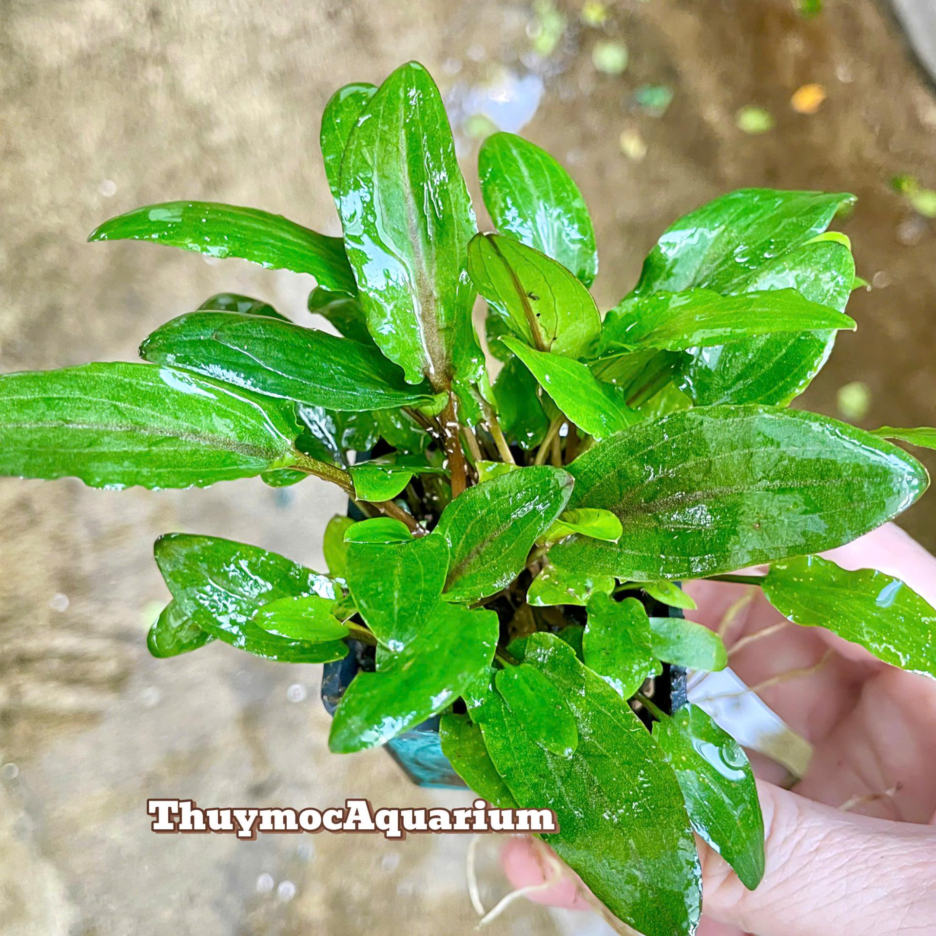 Trang trại Thuỷ Mộc Aquarium