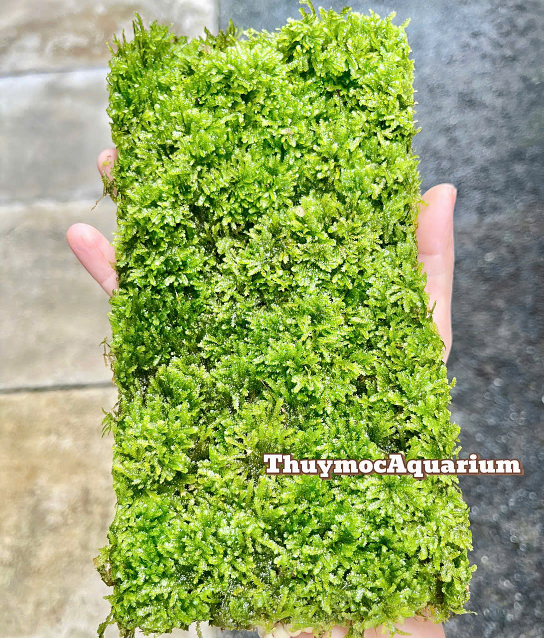 Trang trại Thuỷ Mộc Aquarium