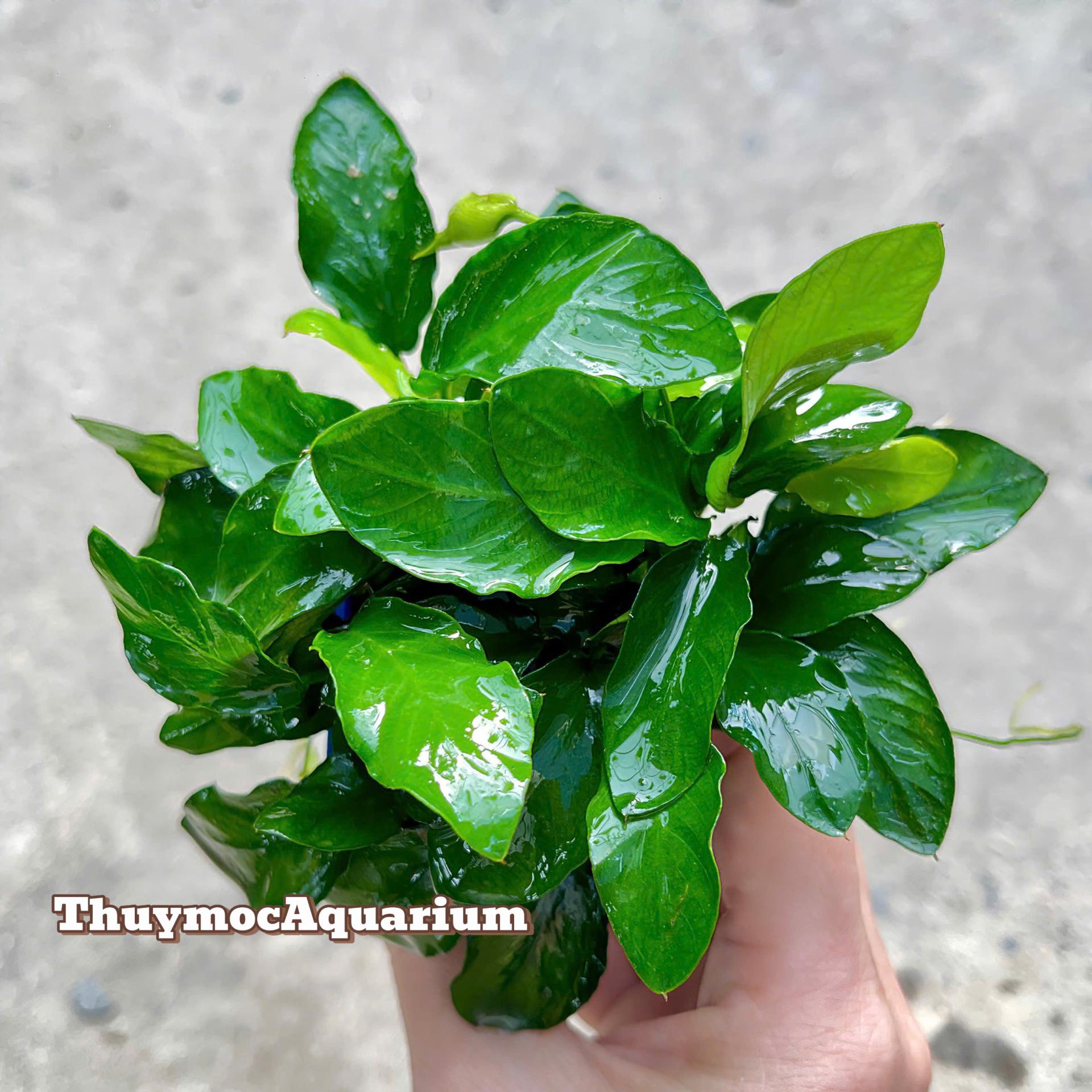 Trang trại Thuỷ Mộc Aquarium