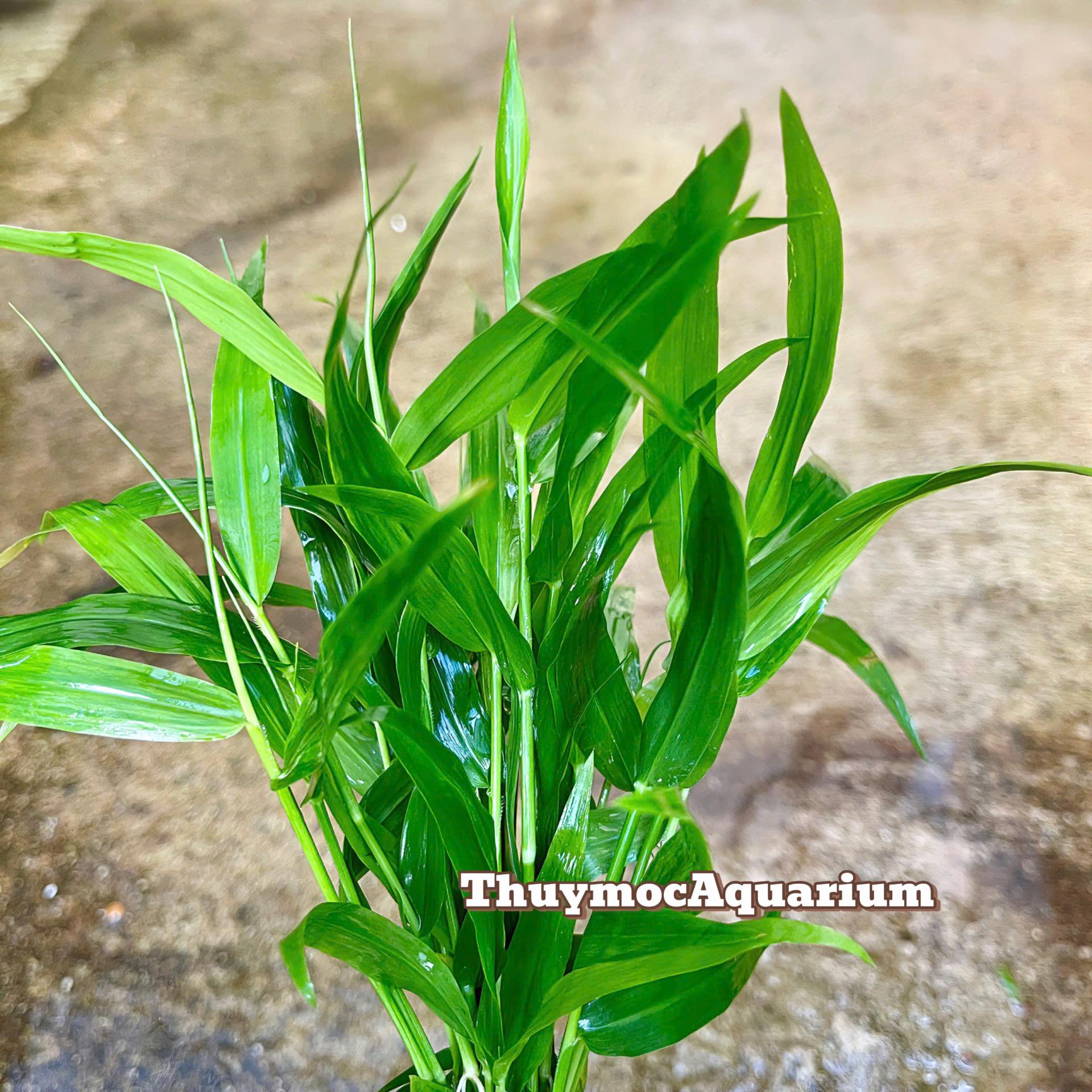 Trang trại Thuỷ Mộc Aquarium