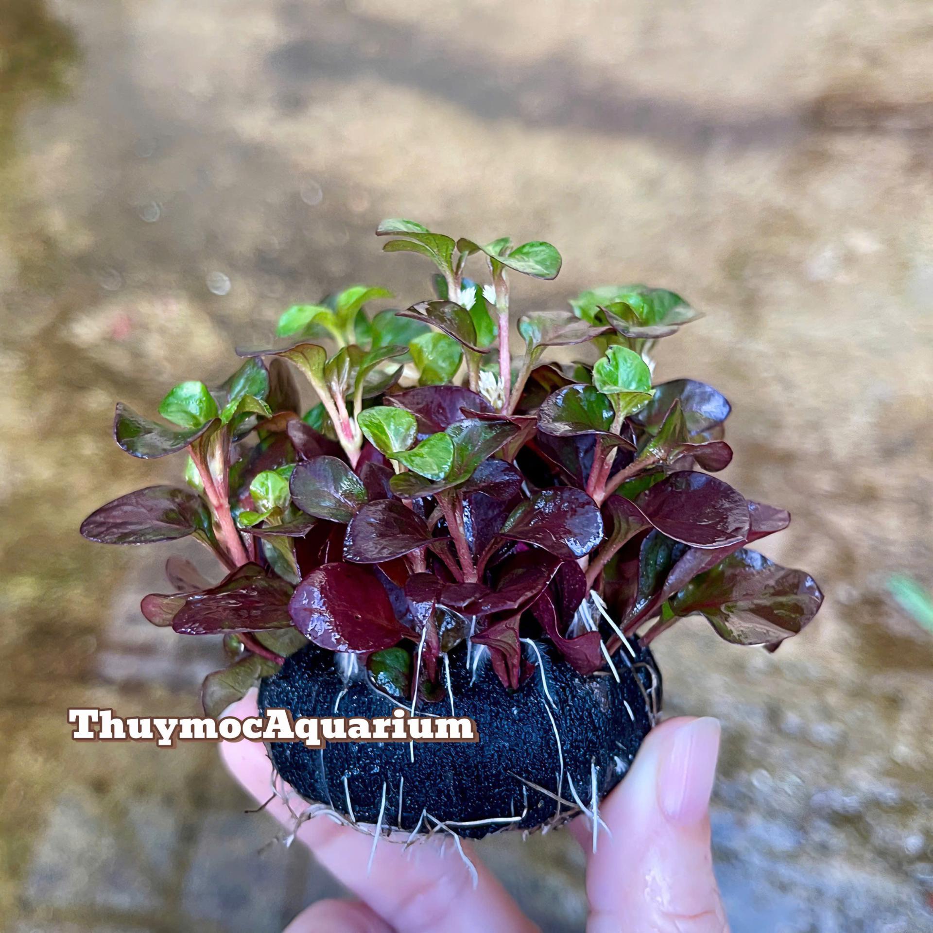 Trang trại Thuỷ Mộc Aquarium