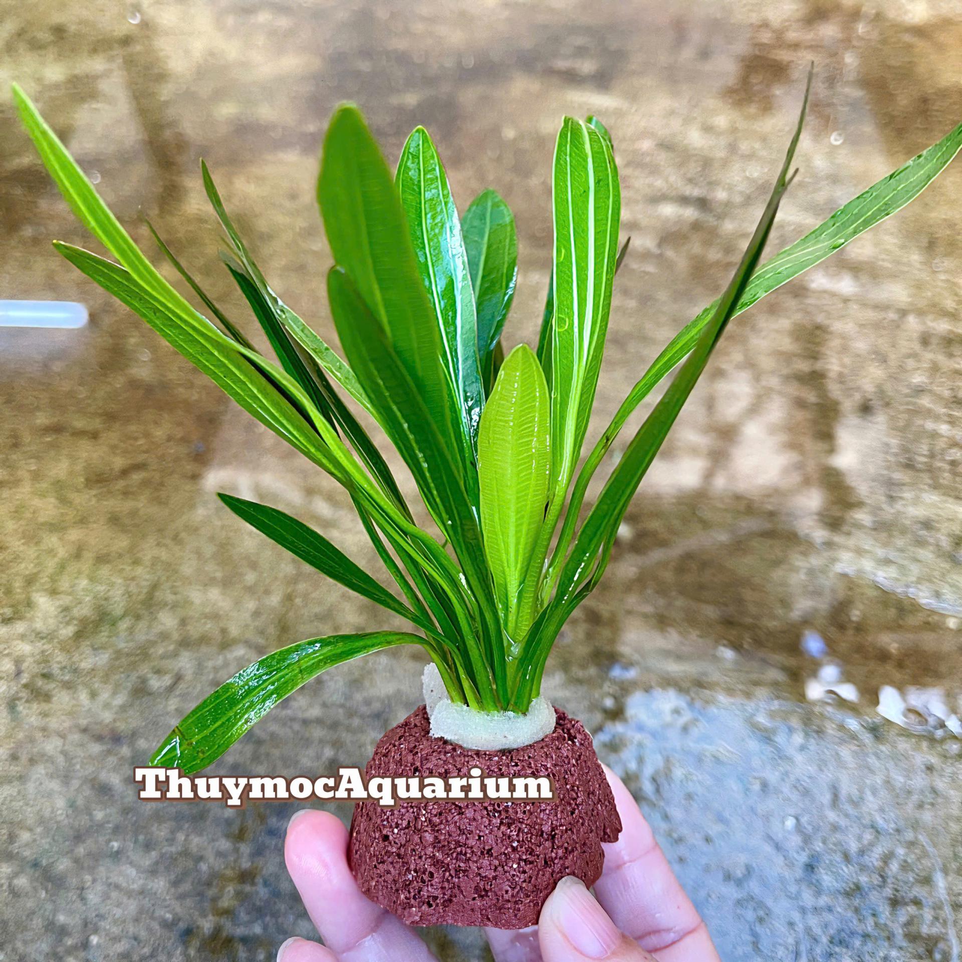 Trang trại Thuỷ Mộc Aquarium