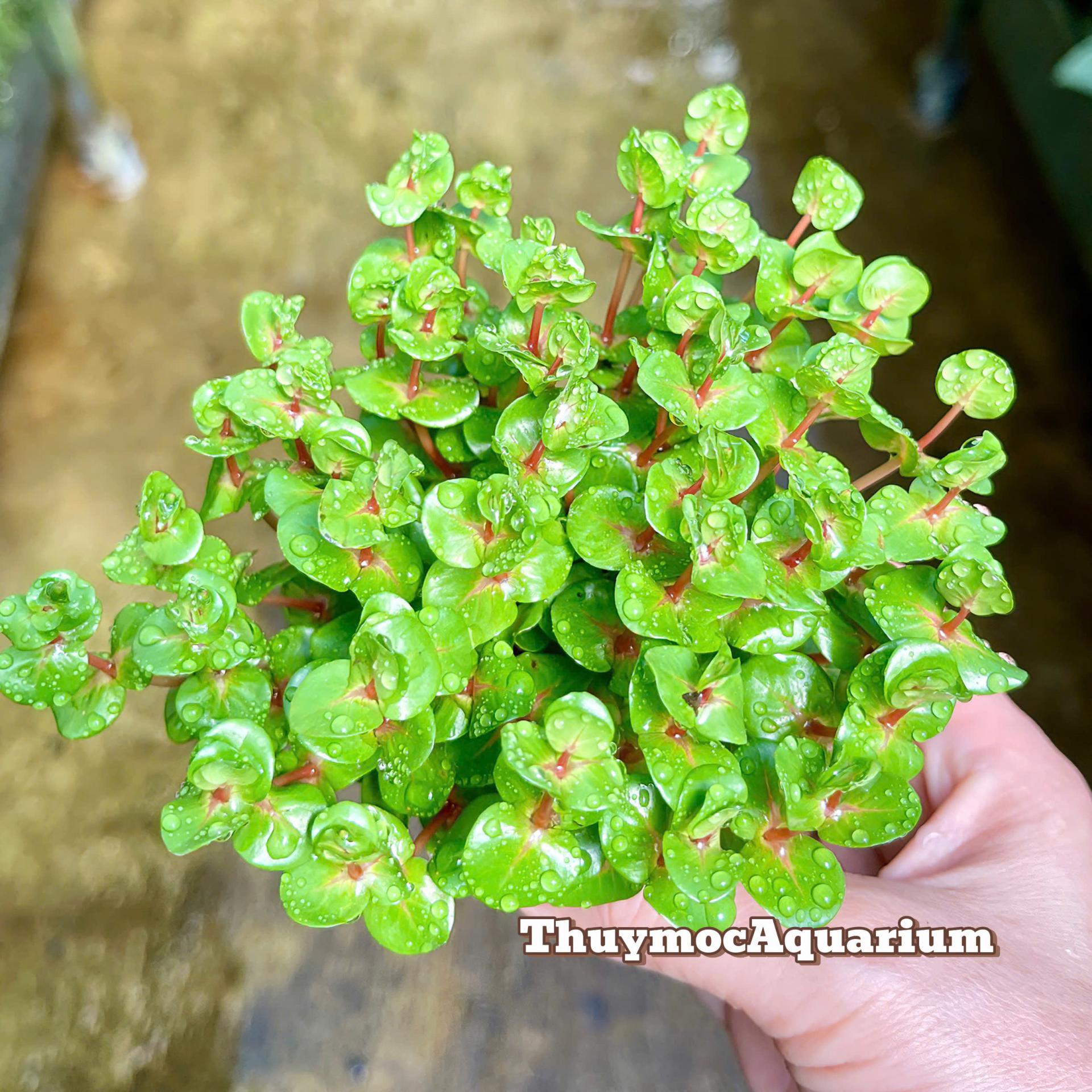 Trang trại Thuỷ Mộc Aquarium